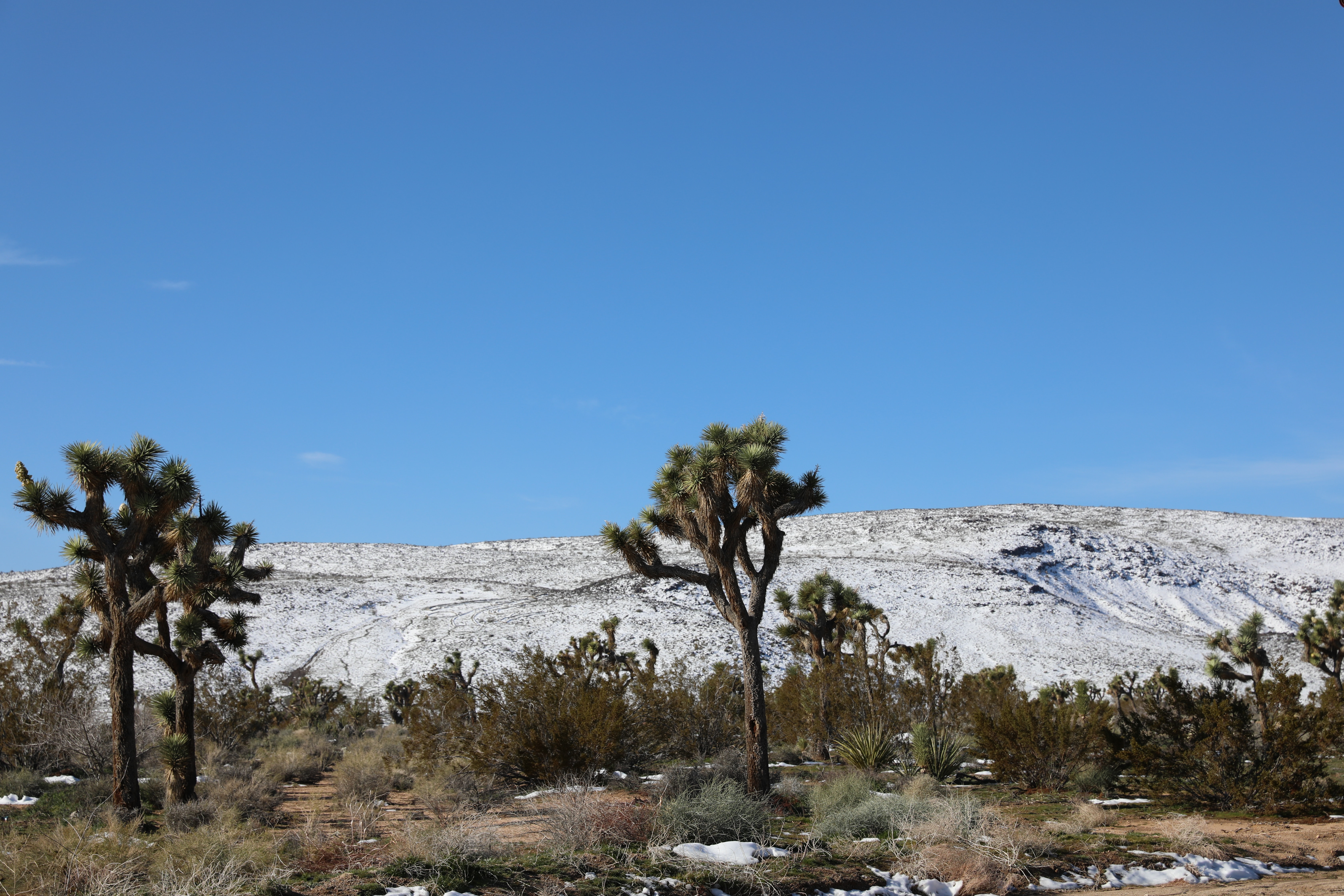 barren wilderness with blue sky and small, desert trees