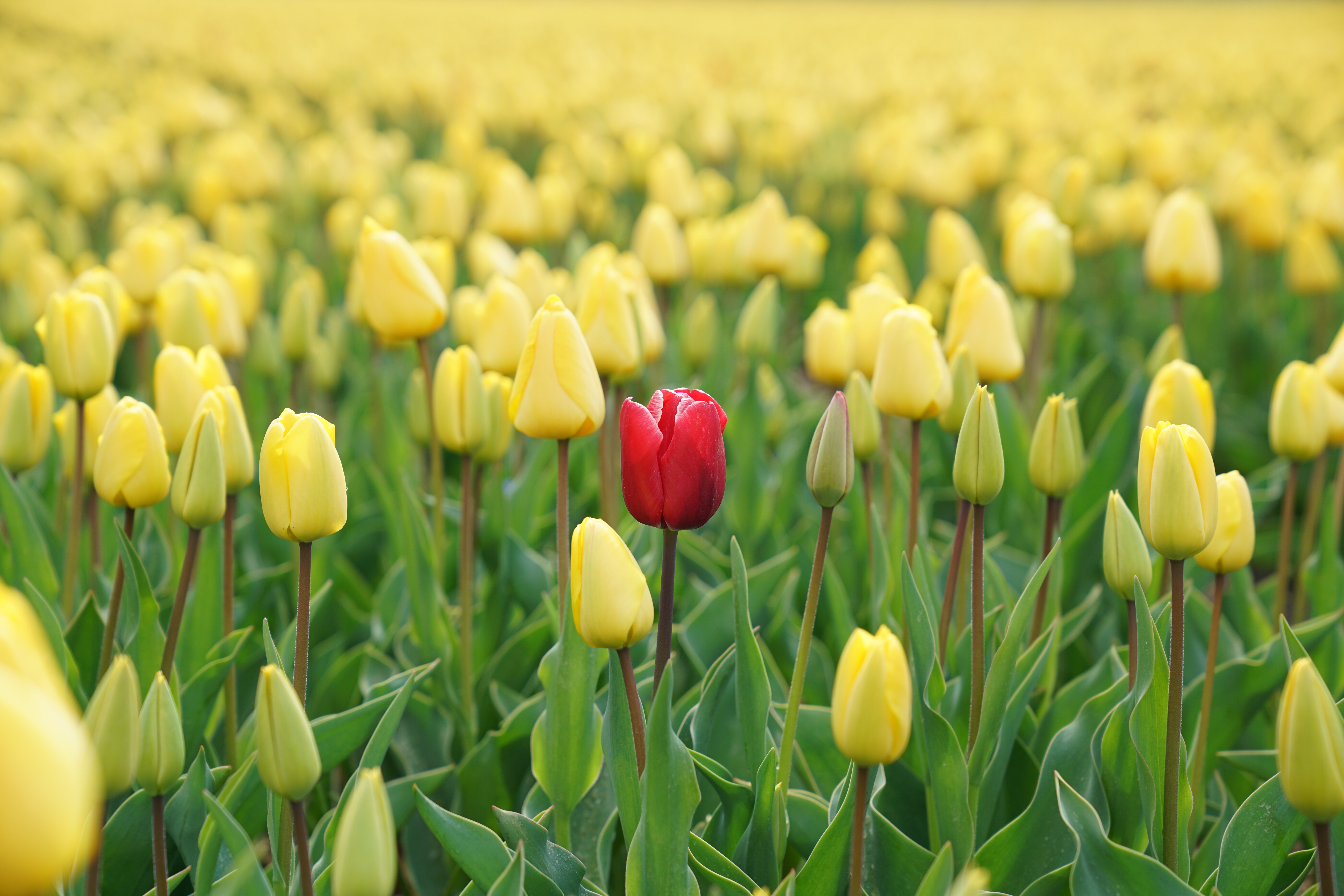 field full of yellow tulips and one red tulip