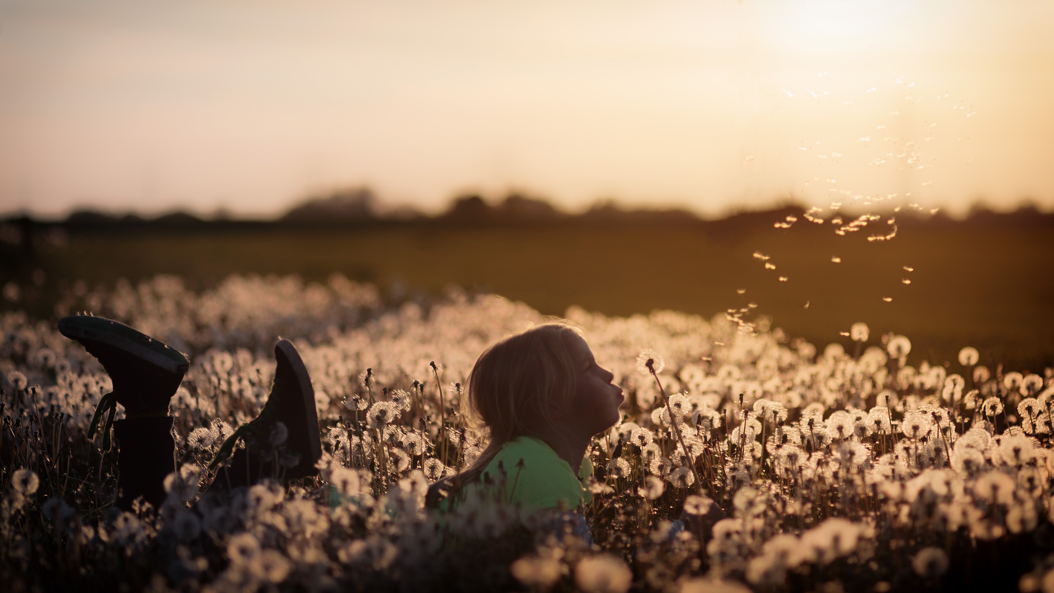 child lying in a file of dandelions, blowing the seeds off of one. 